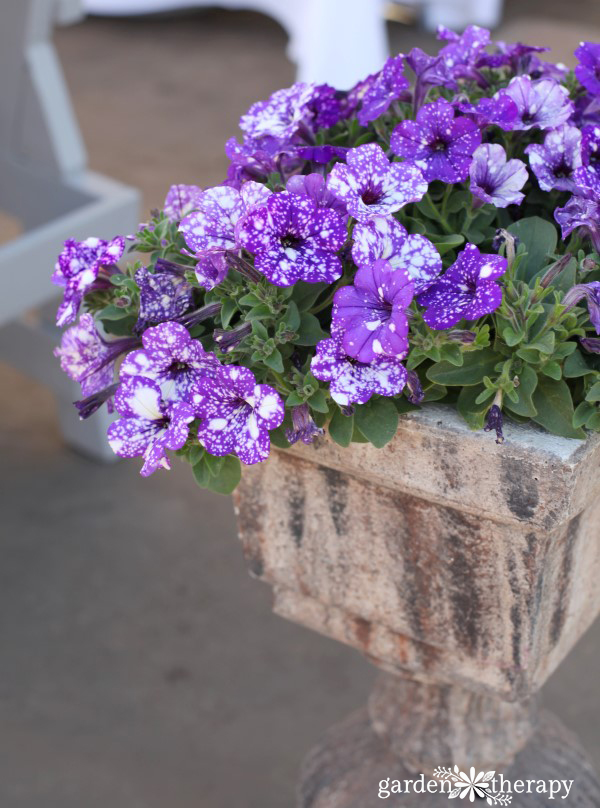 This list of Modern Petunia Varieties is amazing