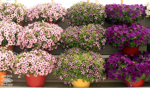 This list of Modern Petunia Varieties is amazing