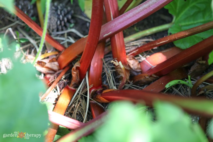 red rhubarb stalks for harvest