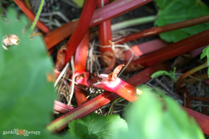 rhubarb garden closeup