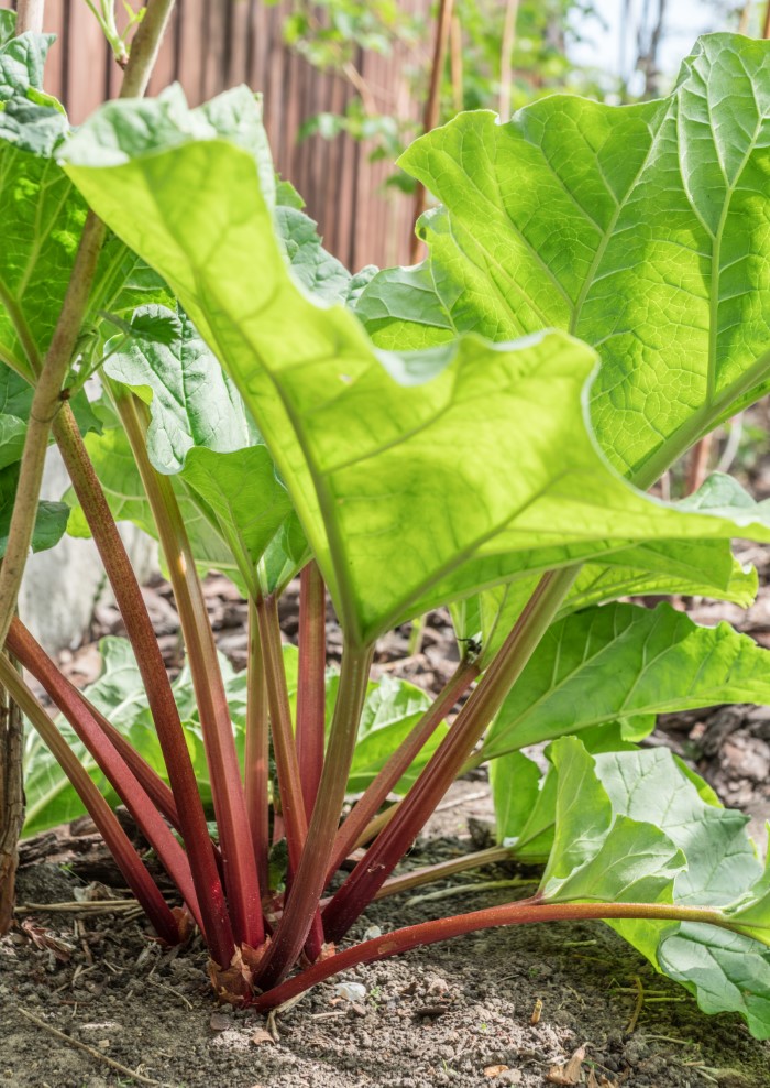 rhubarb plant with big green leaves