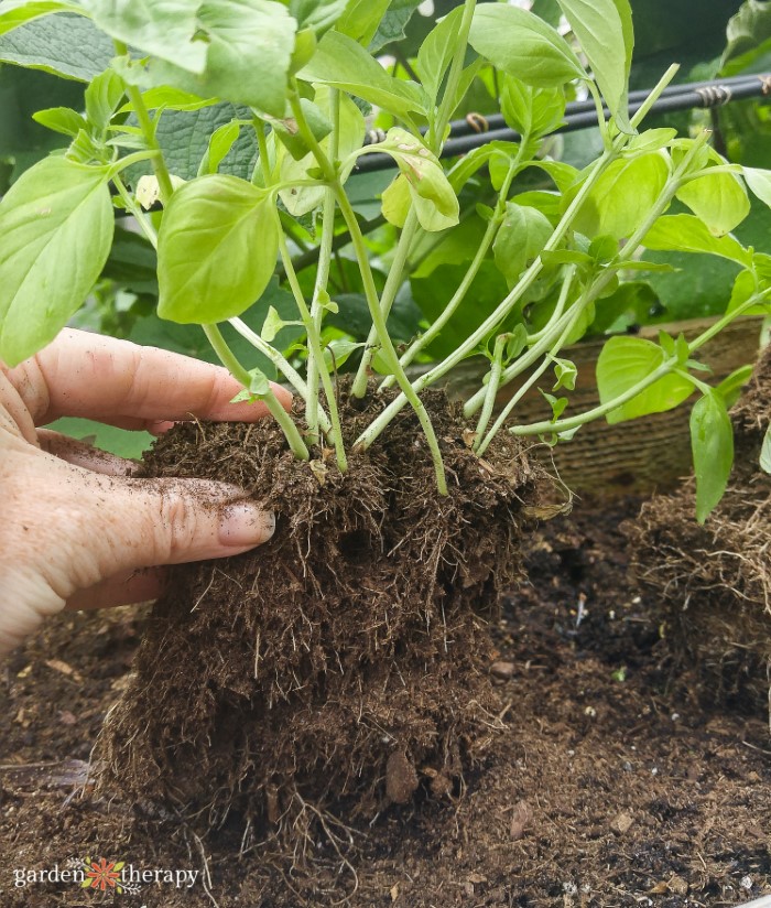 Woman pulling a clump of basil out from the garden