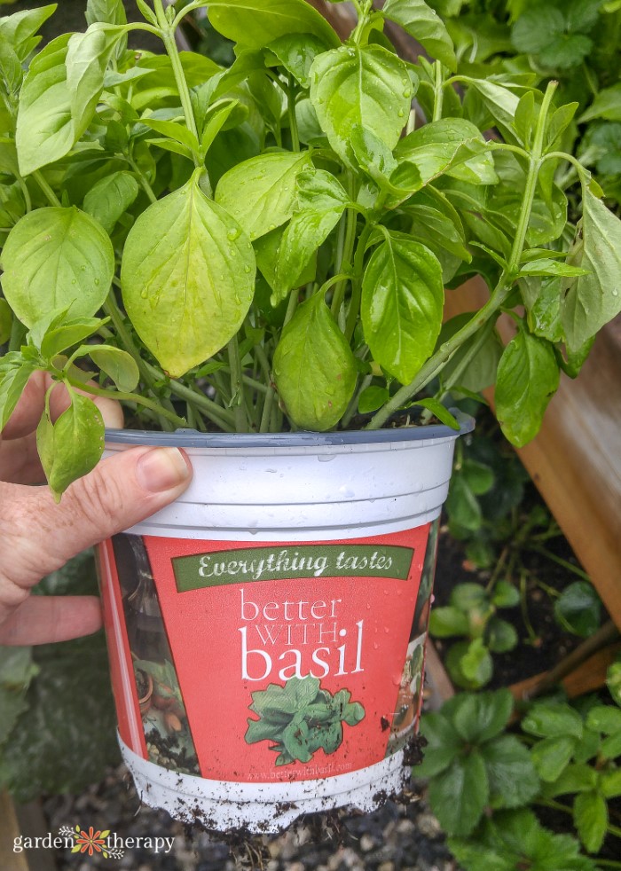 Woman holding a basil pot in a garden bed