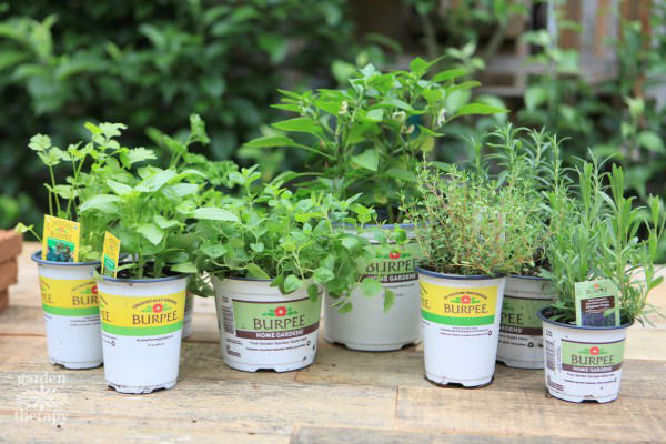 Burpee Home Gardens Herbs