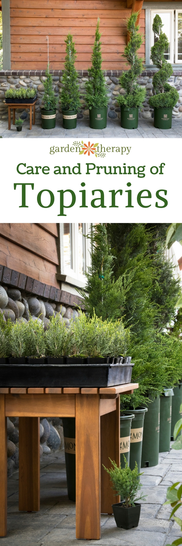 Care and Pruning Advice for Decorative Topiaries