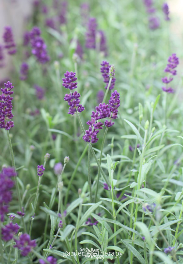 essential guide to lavender