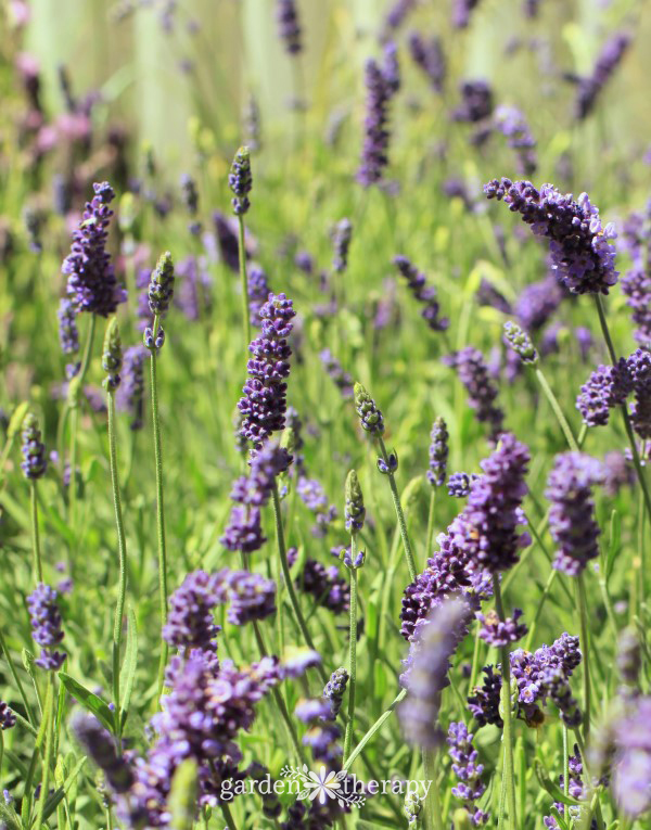 Growing Lavender (Lavandula), How to Grow Lavender Plants