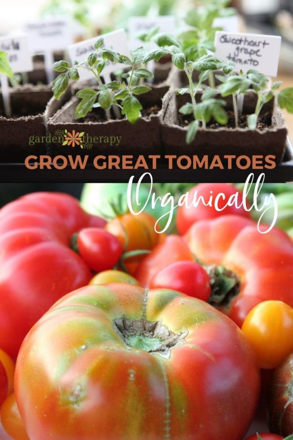 How to Grow Tomatoes Top Tomato Growing Tips From an Expert Garden