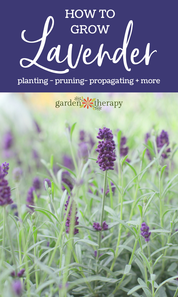 How To Plant And Grow Lavender Gardener's Path