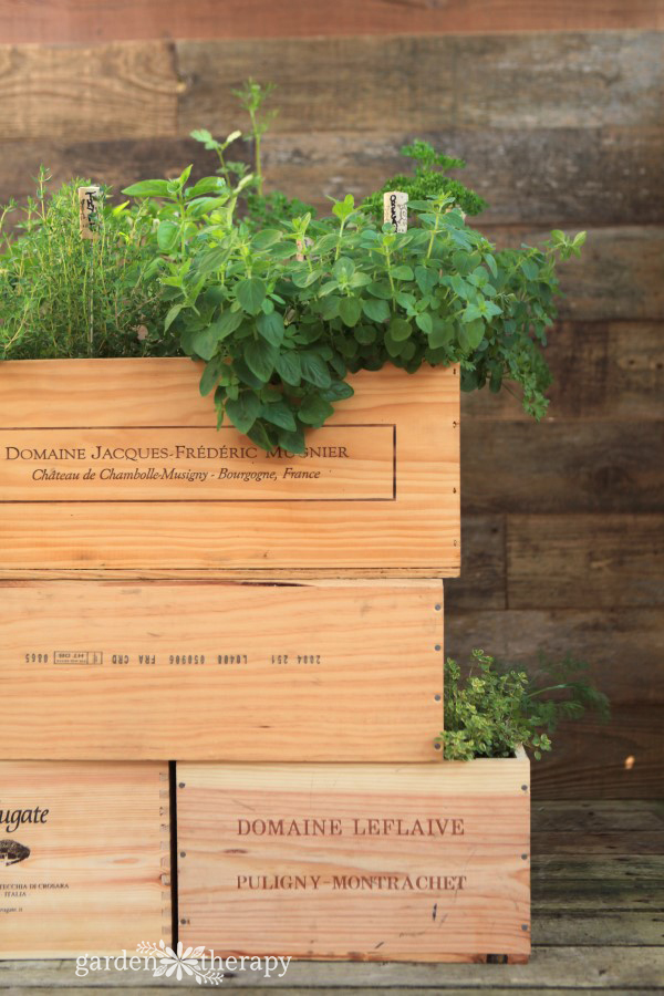 Herbes poussant dans une caisse à vin en bois