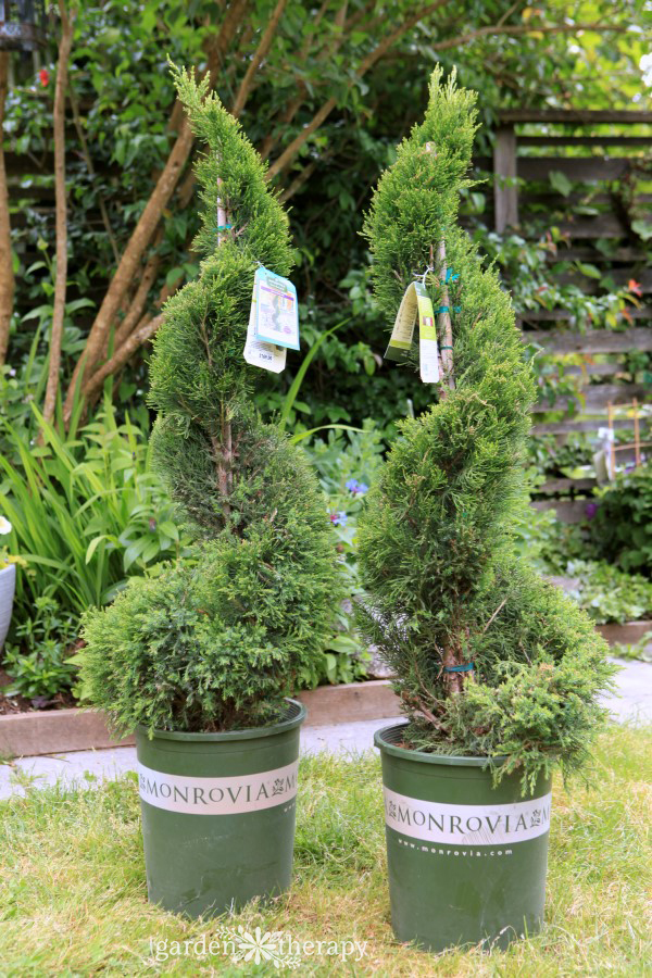 2 Juniper 'Mint Julip' Spiral Topiaries in containers ready to be planted 