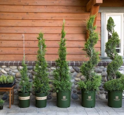 Juniperus chinensis 'Monlep' Mint Julep - topiary process (3)