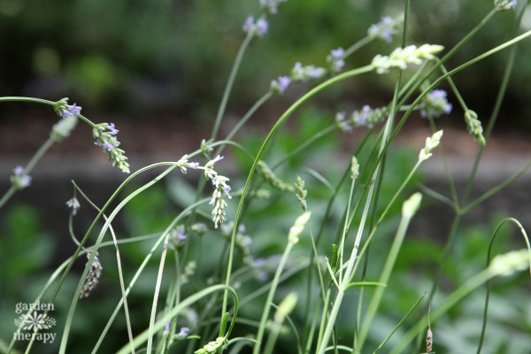 essential guide to lavender