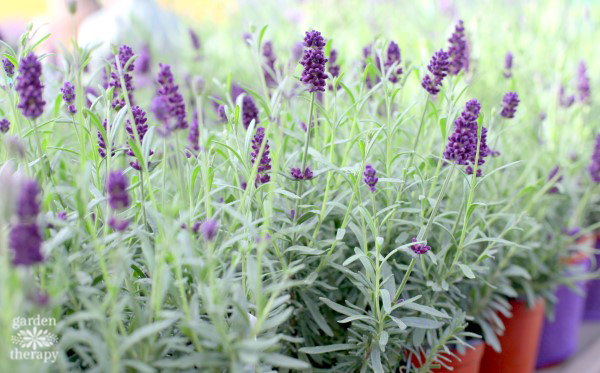 potted lavender plants in bloom