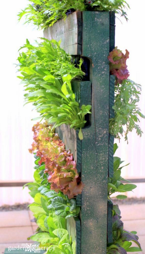 Edible Pallet Planter with lettuces