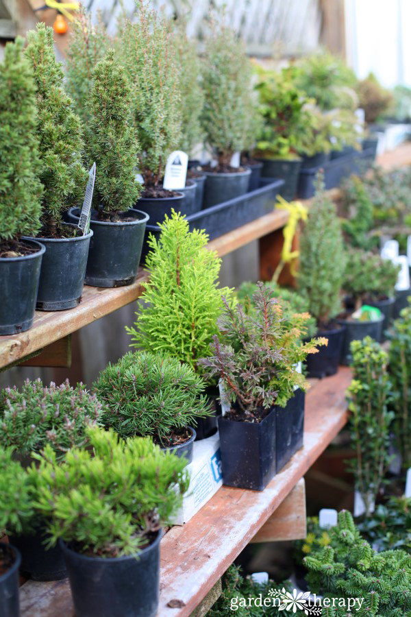 mini potted Christmas trees at a garden centre