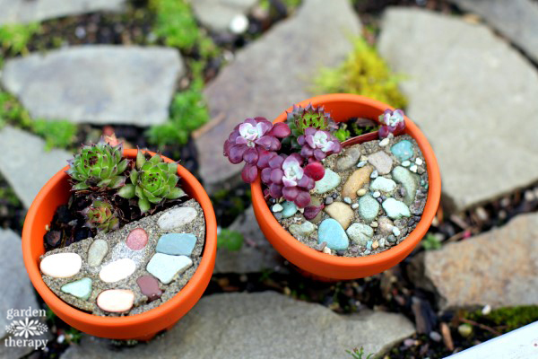 Magical Miniature Gardens (Tiny Succulent Pots)