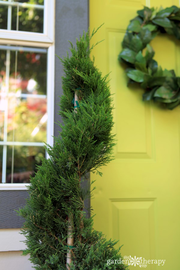 Monrovia Juniper Spiral Topiaries (1)