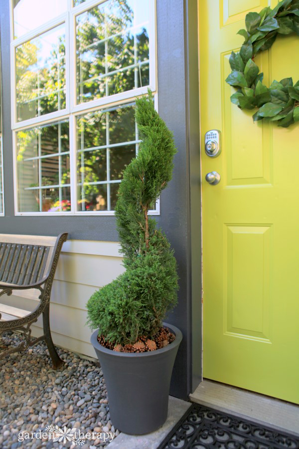 Monrovia Juniper Spiral Topiaries (4)