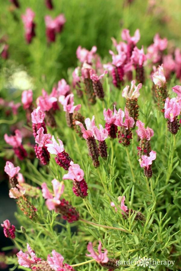 Blooming french lavender