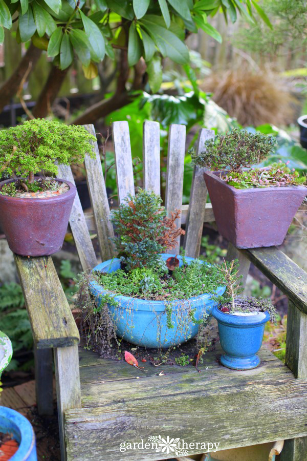 Overwintering Miniature Gardens