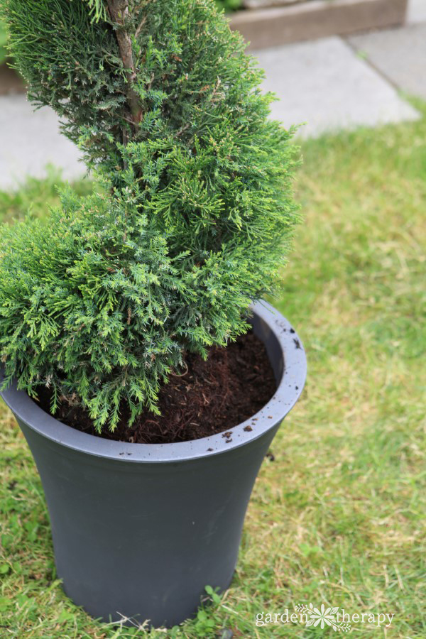 Planting a Juniper Topiary