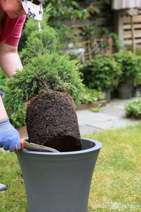 Planting a Topiary