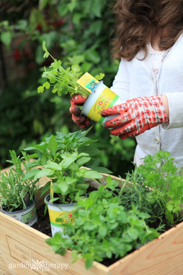 Planting herbs in a wood box