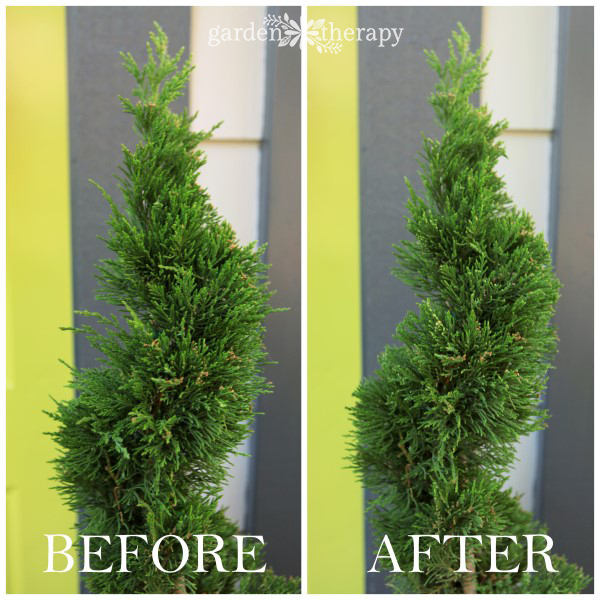 Pruning Maintenance for Topiaries