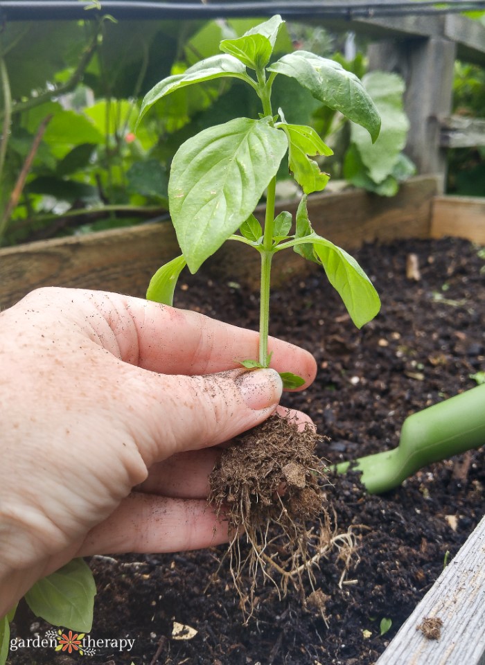 Dividing a basil plant to give the stems more room for growth.