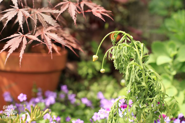 how to water plants while away to avoid wilting plants like this one