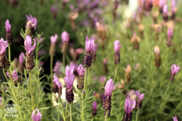 essential guide to lavender: spanish lavender