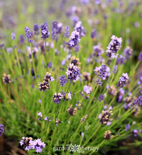 Thumbelina Lavender