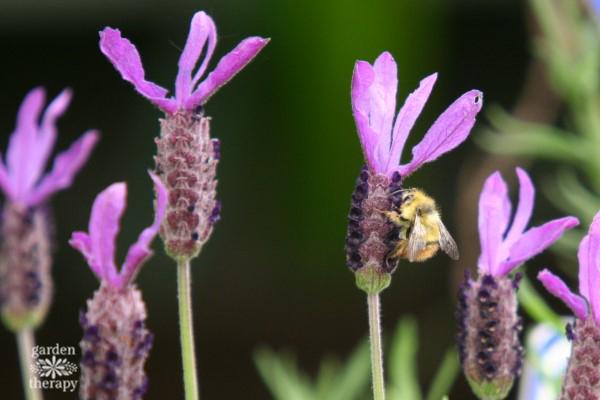 essential guide to lavender: bumble bee on Spanish lavender