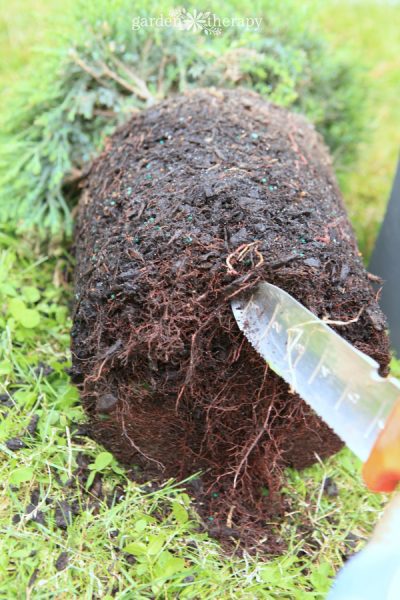 Care and Pruning for Decorative Topiaries - Garden Therapy