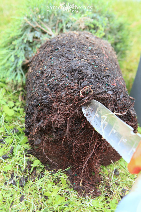 loosening the root ball of a plant