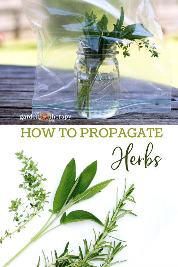 How to Propagate Herbs