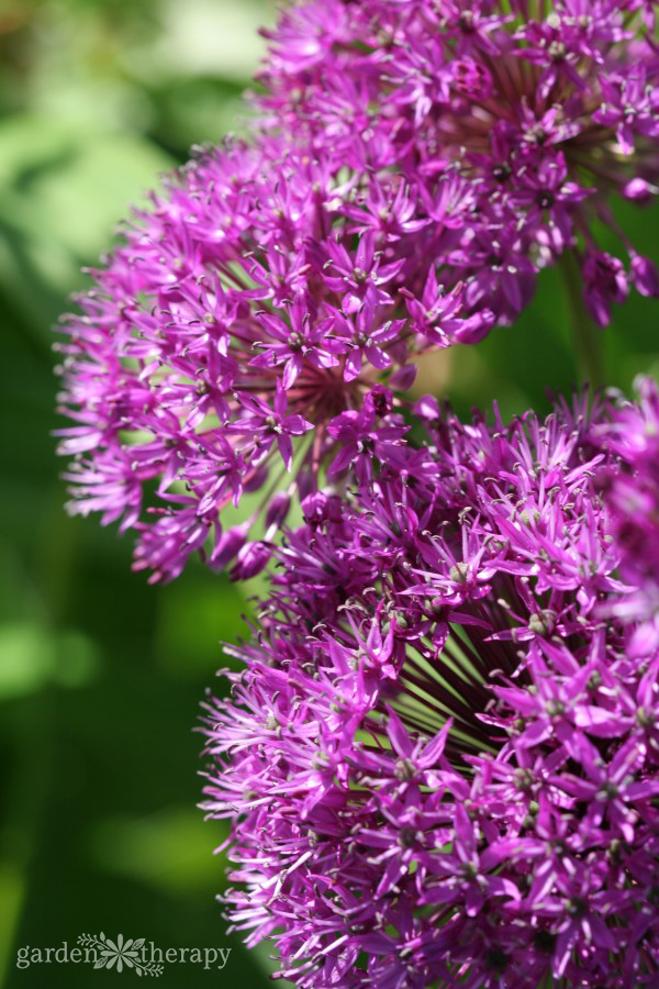 close up to globemaster alliums