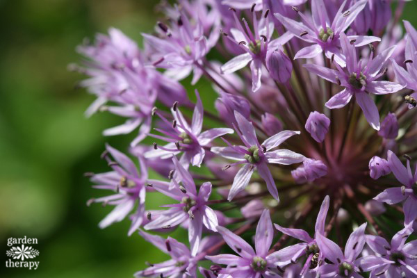 all about alliums