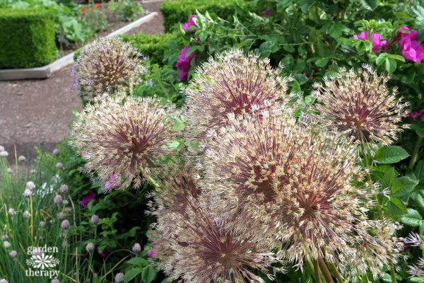 alliums have decorative seed heads