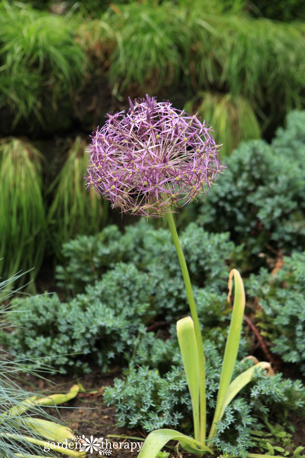 allium foliage