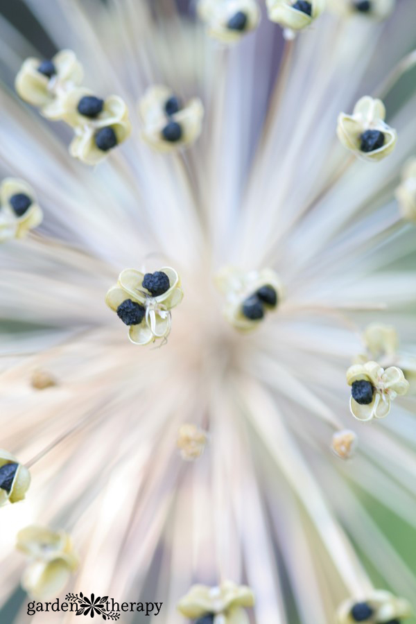 close up of allium seeds