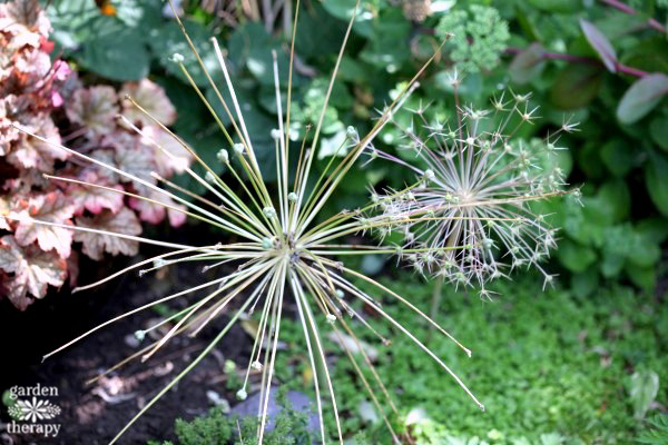 Tumbleweed onion allium 