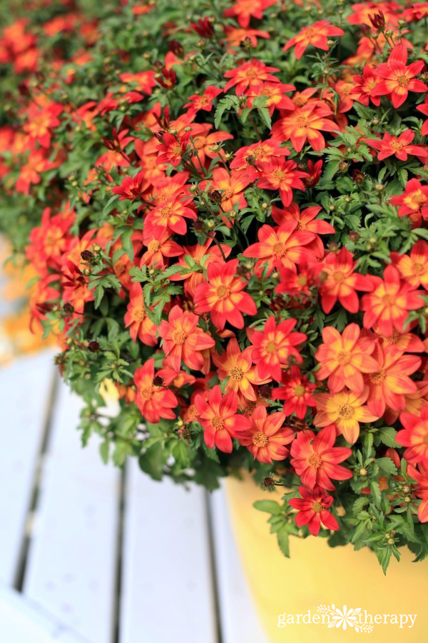 Bidens 'Blazing Glory'