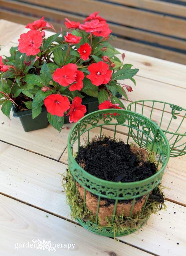 A sweet birdcage hanging basket