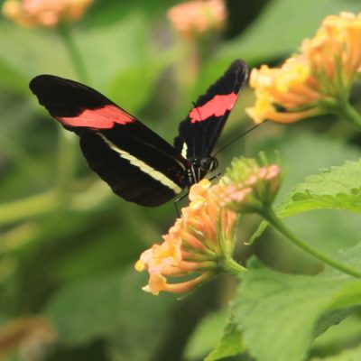 Pretty Pollinators: Create a Butterfly Garden