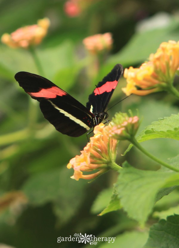 Jolis pollinisateurs : créer un jardin de papillons