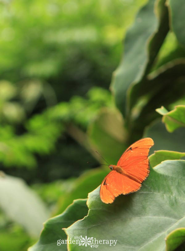 Attract butterflies to your garden