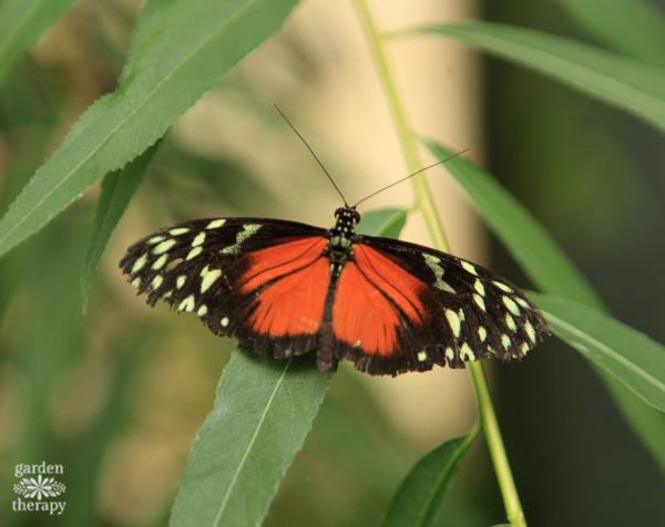 Butterfly on leaf in a therapy garden