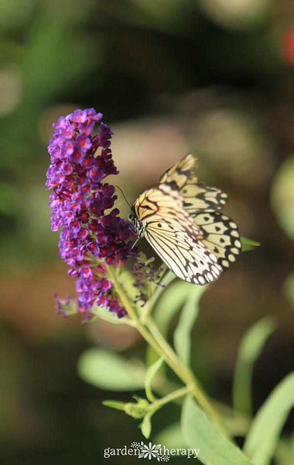 Butterfly pollinating a plant